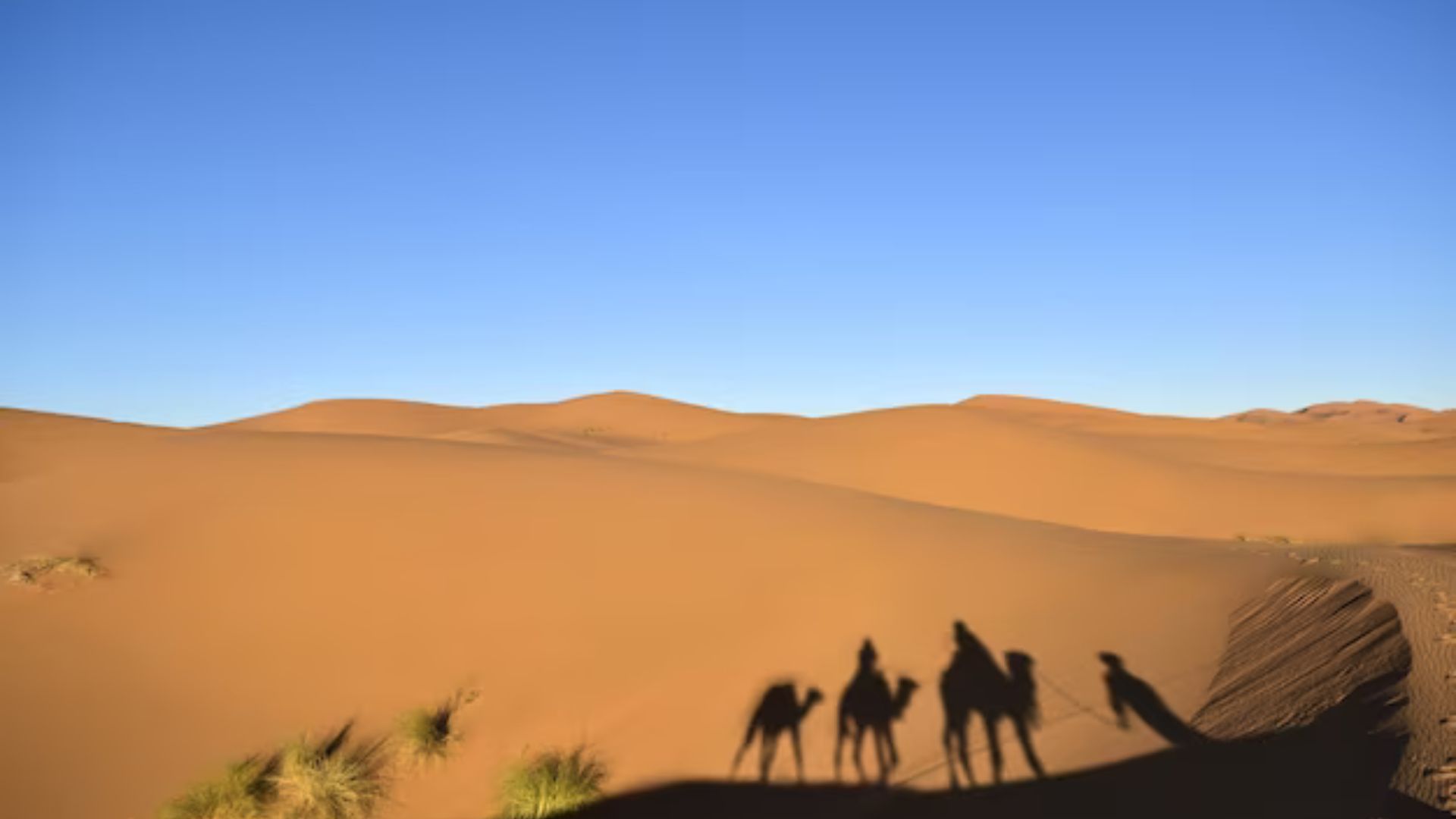 Embark on an Unforgettable Adventure: Dubai Desert Safari Morning Expedition!